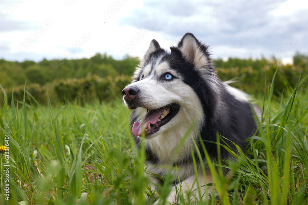A black and white dog of the Siberian Husky breed lies on a green summer lawn among grass and flowers. The dog is man's friend and companion.