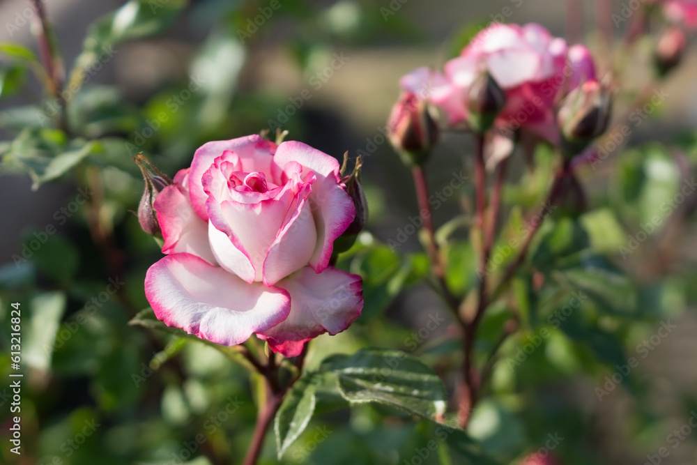 Pink climbing rose in the garden bed. Gardening, floriculture.