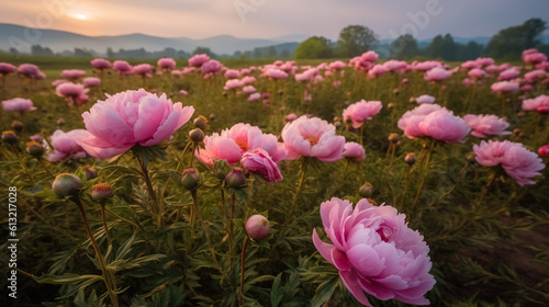 Fototapeta Naklejka Na Ścianę i Meble -  Field of pink peonies