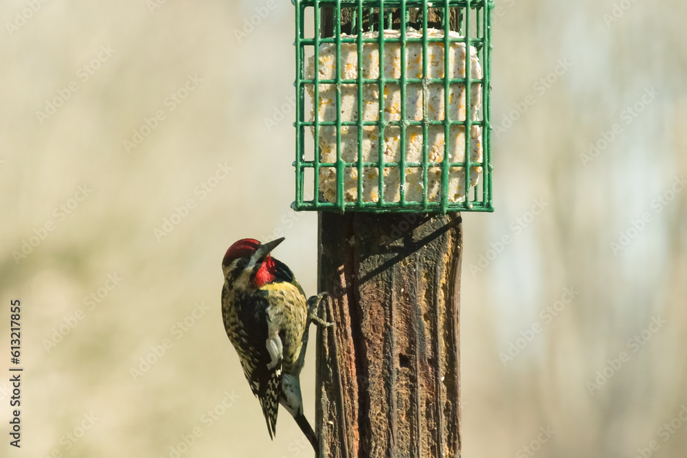 This yellowbellied sapsucker was at the suet feeder at the wooden post