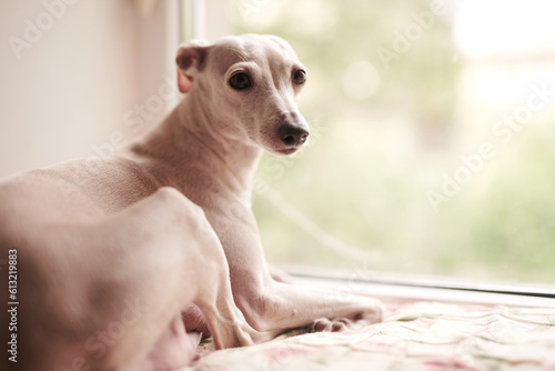 Portrait of Italian Greyhound dog milky white color looking out the window.
