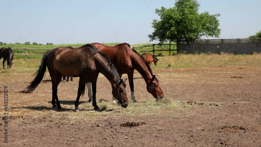 Beautiful horses grazing on grass in a field. Grey horse in the trees on a farm Beautiful horses grazing on grass in a field. Grey horse in the trees on a farm