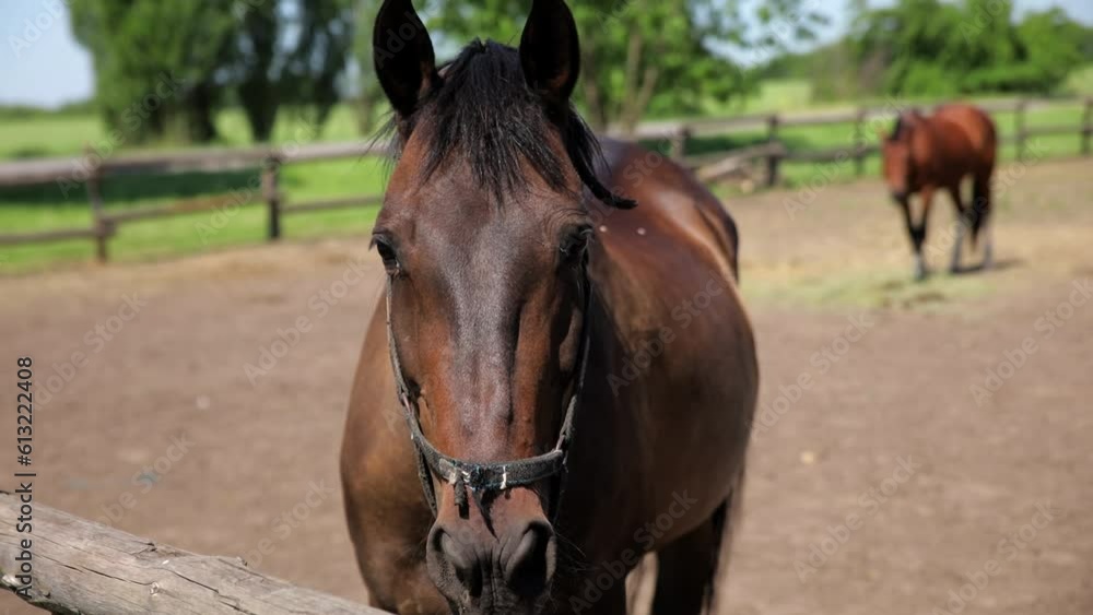 A beautiful, thoroughbred horse stands behind an old wooden fence on a horse farm. The animal is resting in the fresh air. A beautiful, thoroughbred horse stands behind an old wooden fence on a horse farm. The animal is resting in the fresh air.