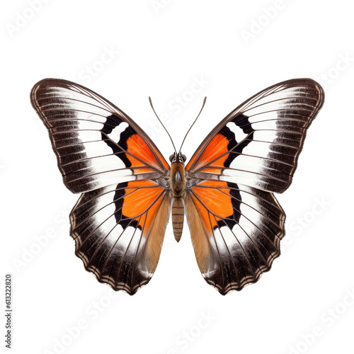 California sister butterfly - Adelpha bredowii 3. Transparent PNG. Generative AI