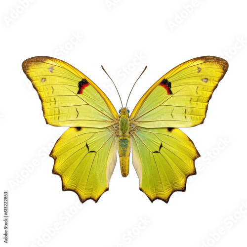 Clouded sulphur butterfly -  Colias philodice 3. Transparent PNG. Generative AI © Razvan