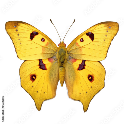 Clouded yellow butterfly -  Colias spp. Transparent PNG. 3. Transparent PNG. Generative AI © Razvan