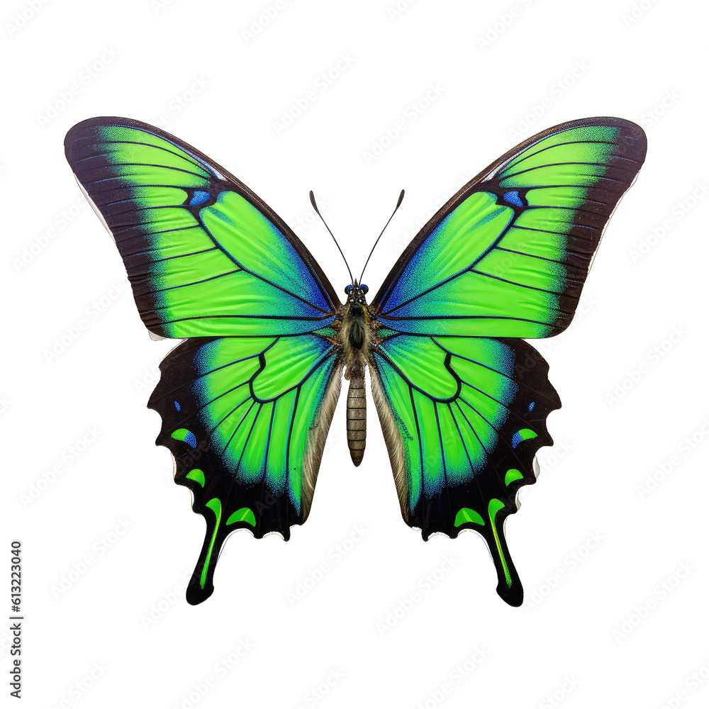 Green-banded swallowtail butterfly - Papilio palinurus. Transparent PNG. Generative AI Green-banded swallowtail butterfly - Papilio palinurus. Transparent PNG. Generative AI