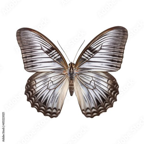 Grayling butterfly - Oeneis spp. Transparent PNG. 3. Transparent PNG. Generative AI