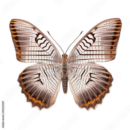 Grayling butterfly -  Hipparchia spp. Transparent PNG. Transparent PNG. Generative AI