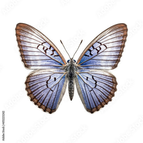 Short-tailed blue butterfly -  Cupido argiades 3. Transparent PNG. Generative AI © Razvan
