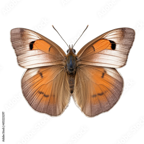 Small heath butterfly - Coenonympha pamphilus 3. Transparent PNG. Generative AI