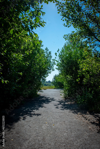 Gravel Path leading to grass with canopy of tree framing either side-001