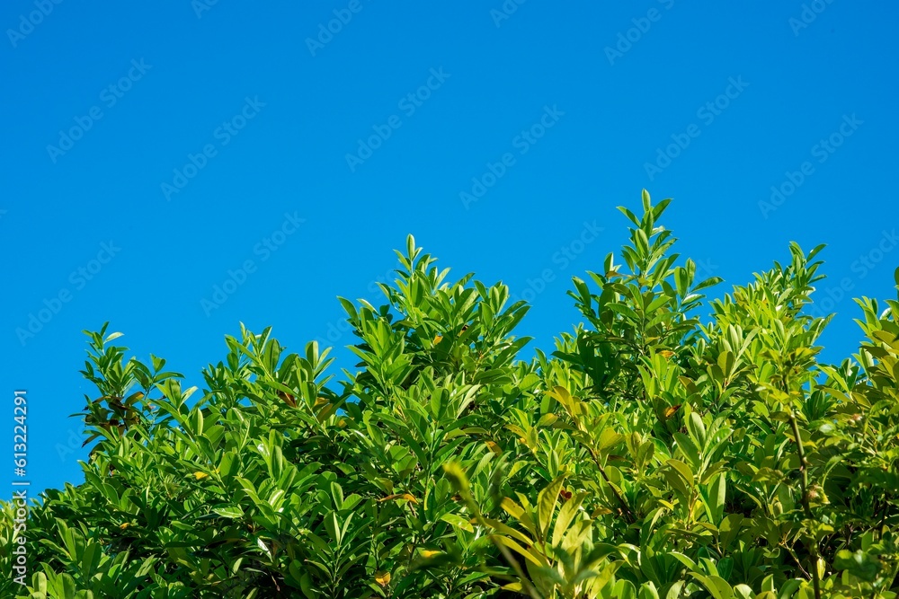 Top of bush against Clear Blue Sky-001 Top of bush against Clear Blue Sky-001