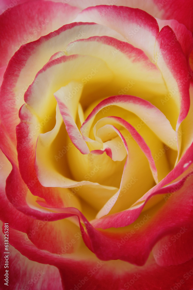 natural background rose petals red with yellow closeup natural background rose petals red with yellow closeup