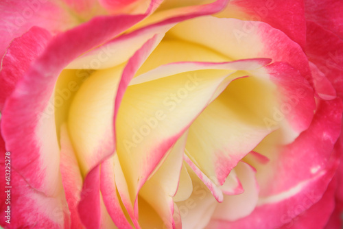 natural background rose petals red with yellow closeup