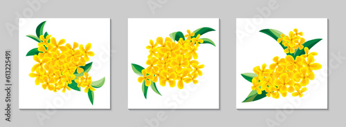 Sweet Osmanthus yellow flowers set. Vector collection.