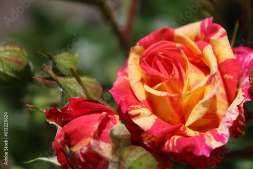 natural background for greeting card beautiful roses pink with yellow