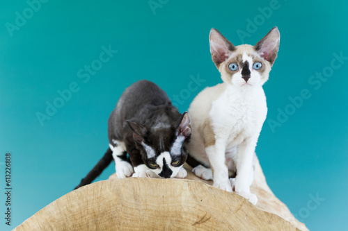 Porträt von zwei jungen Devon Rex Kätzchen
