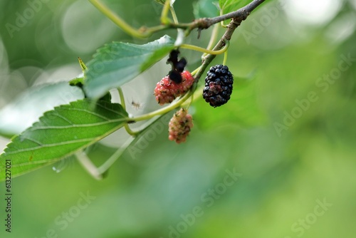 과일, 베리, 블랙베리, 먹을것, 네이처, red, 나무딸기, 식물, 익는, 여름, 검다, 뜰, 나뭇잎, 난폭한, 블랙베리, flower, 덤불, 감미로운, 베리, 건강한, 매크로, 가지, 나뭇잎, 딸기, flower