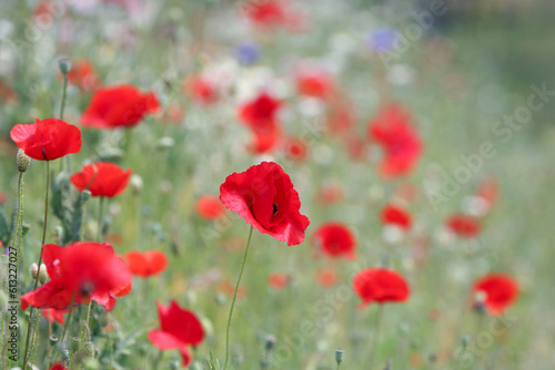 Poppies in a cottage garden meadow with soft focus. Nature backgrounds in summertime. 