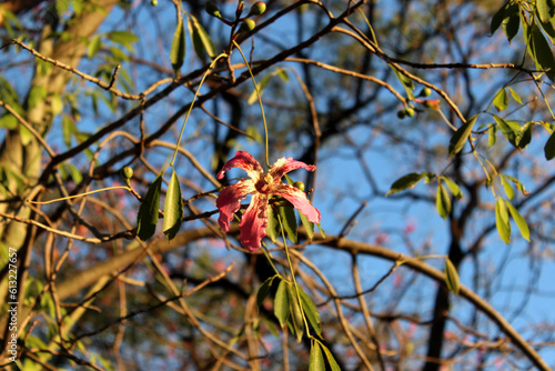 Pink flower of Paloborracho sourounded by green leaves and branches, with background of  blue sky 