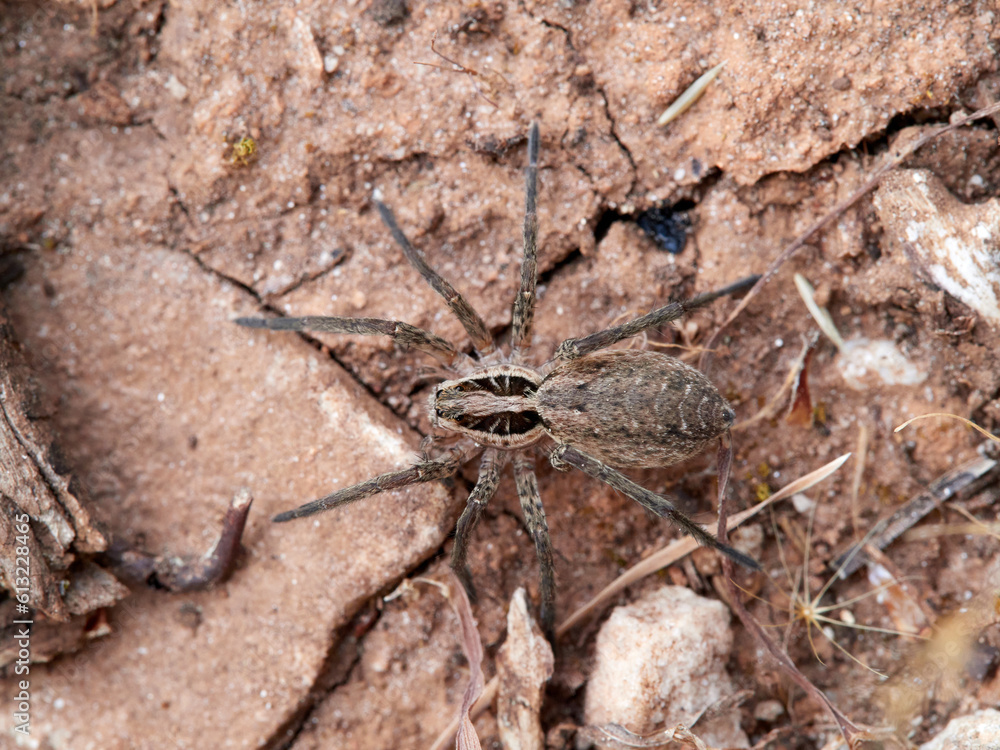 Wolf spider in a natural environment. Family Lycosidae. Wolf spider in a natural environment. Family Lycosidae.