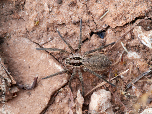 Wolf spider in a natural environment. Family Lycosidae.