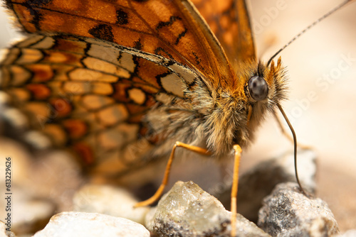 A close-up of a butterfly
