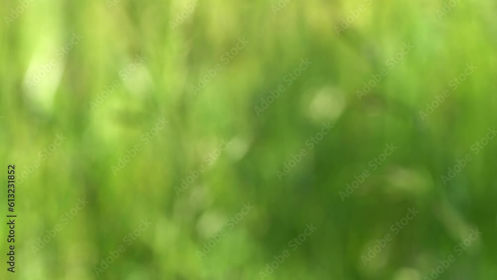 blurred grasses in slow motion wind, fresh green sunny nature scene background concept with copy space for product presentation for relaxation, vacation, travel or pharmacy blurred grasses in slow motion wind, fresh green sunny nature scene background concept with copy space for product presentation for relaxation, vacation, travel or pharmacy