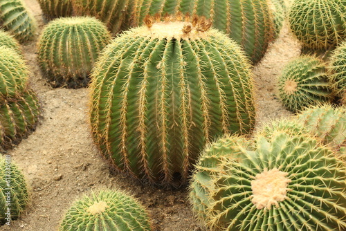 cactus in the desert