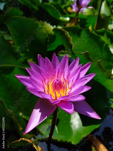 The lotus flower photo