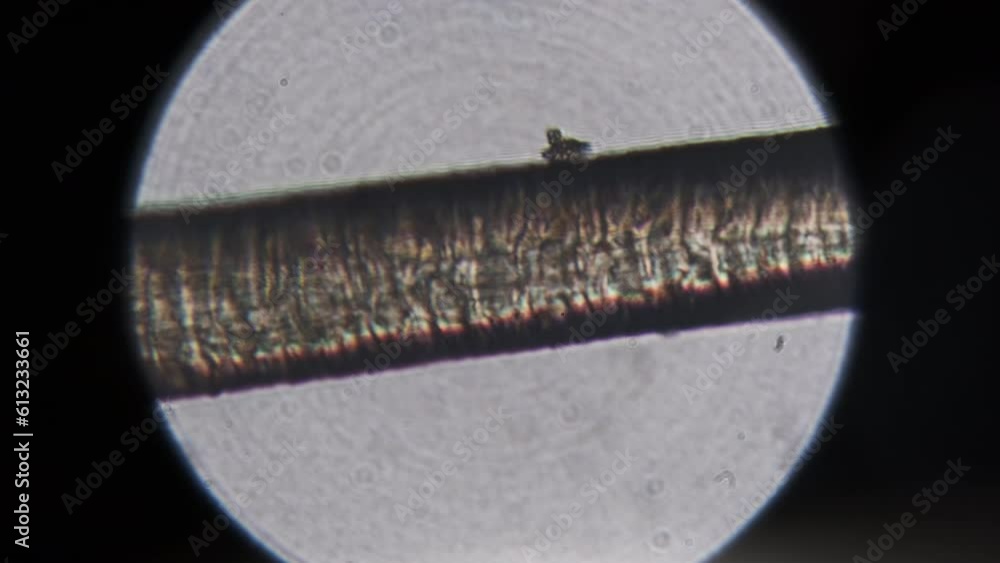 Single Human hair under a microscope. Microscopy of human hair from the head. Real detailed view