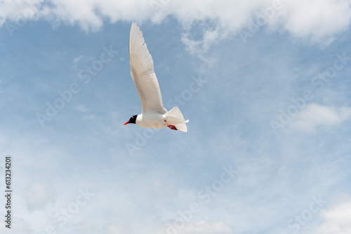 Seabirds in flight in the sky. Mediterranean Gull (Ichthyaetus melanocephalus).