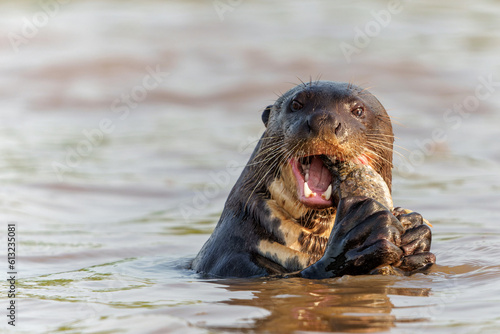 Giant River Otter (Pteronura brasiliensis) eating a fish at the Cuiaba River in Porto Jofre, Matto Grosso, Northern Pantanal, Brazil, South America