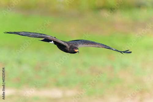  snail kite (Rostrhamus sociabilis) male flying in the Northern Pantanal, Mato Grosso, Brazil