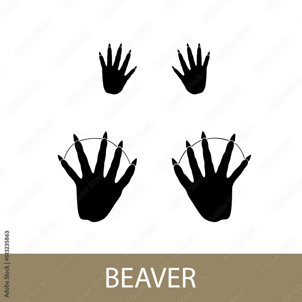 Fototapeta premium Trace of forest animal, European beaver mammal footprint, vector illustration