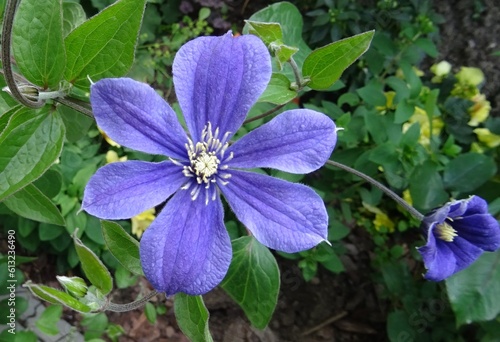 Blue violet flower Clematis, variety - Arabella