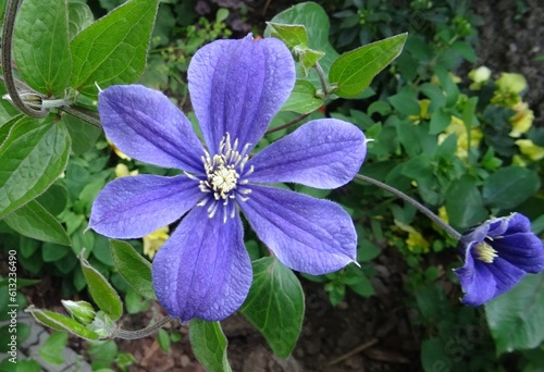 Blue violet flower Clematis  variety - Arabella
