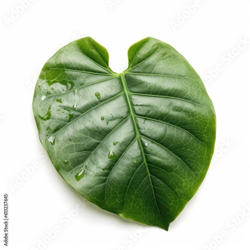 Alocasia leaf isolated on white background. Generative AI photo