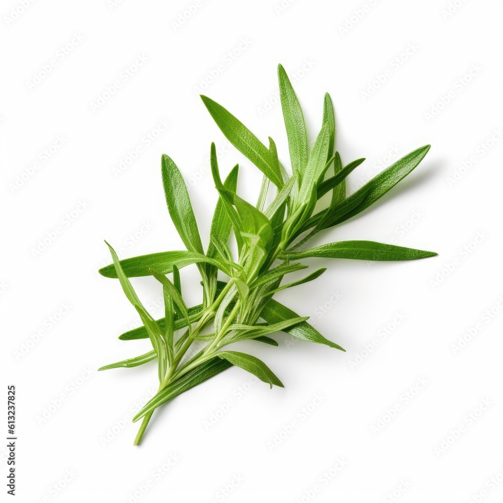 Tarragon leaf isolated on white background. Generative AI Tarragon leaf isolated on white background. Generative AI