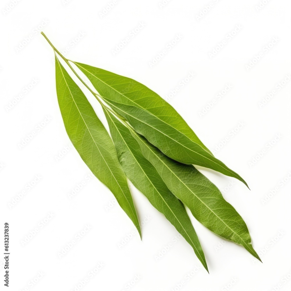 Willow leaf isolated on white background. Generative AI