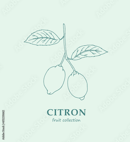 Lemon, citron, logo,lime , lemon branch , line art, sketch, drawing, fruit,  illustration, lemons and leaves, citrus ,  fruits