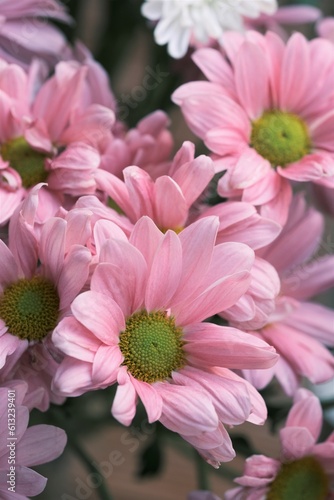 Pink Chrysanthemum on blurry background. Bunga Krisan