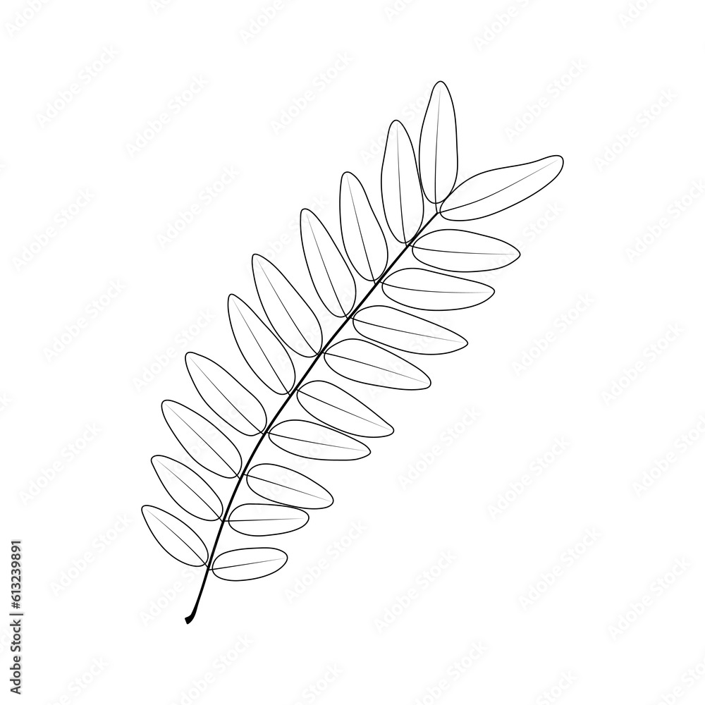 Fototapeta premium Compound leaf. Honey locust (Gleditsia triacanthos). Pinnate (even) compound leaf. 