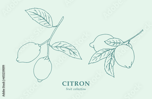 Lemon, citron, logo,lime , lemon branch , line art, sketch, drawing, fruit,  illustration, lemons and leaves, citrus ,  fruits