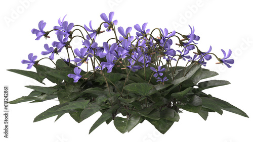 Various types of purple flowers grass bushes shrub and small plants isolated