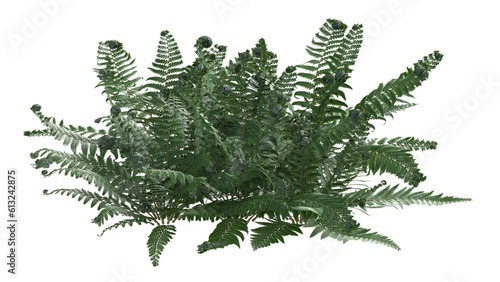 fern isolated 