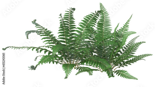variety of ferns and small plant isolated © Poprock3d