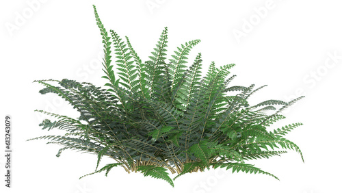 variety of ferns and small plant isolated