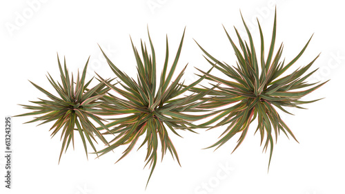 mountain flax, wharariki in Māori plant isolated